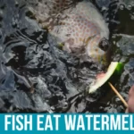 Benefits of Feeding Watermelon to Fish