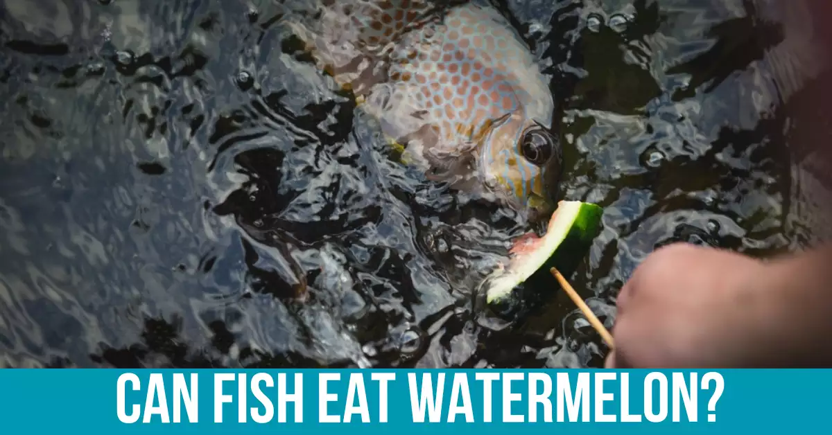 Benefits of Feeding Watermelon to Fish