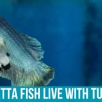 Betta Fish Characteristics and Habitat
