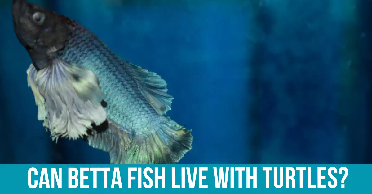 Betta Fish Characteristics and Habitat