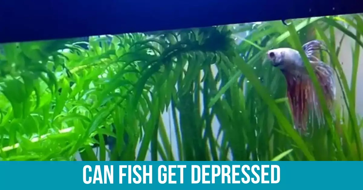 Can Fish Get Depressed