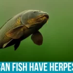 Causes of Fish Herpes