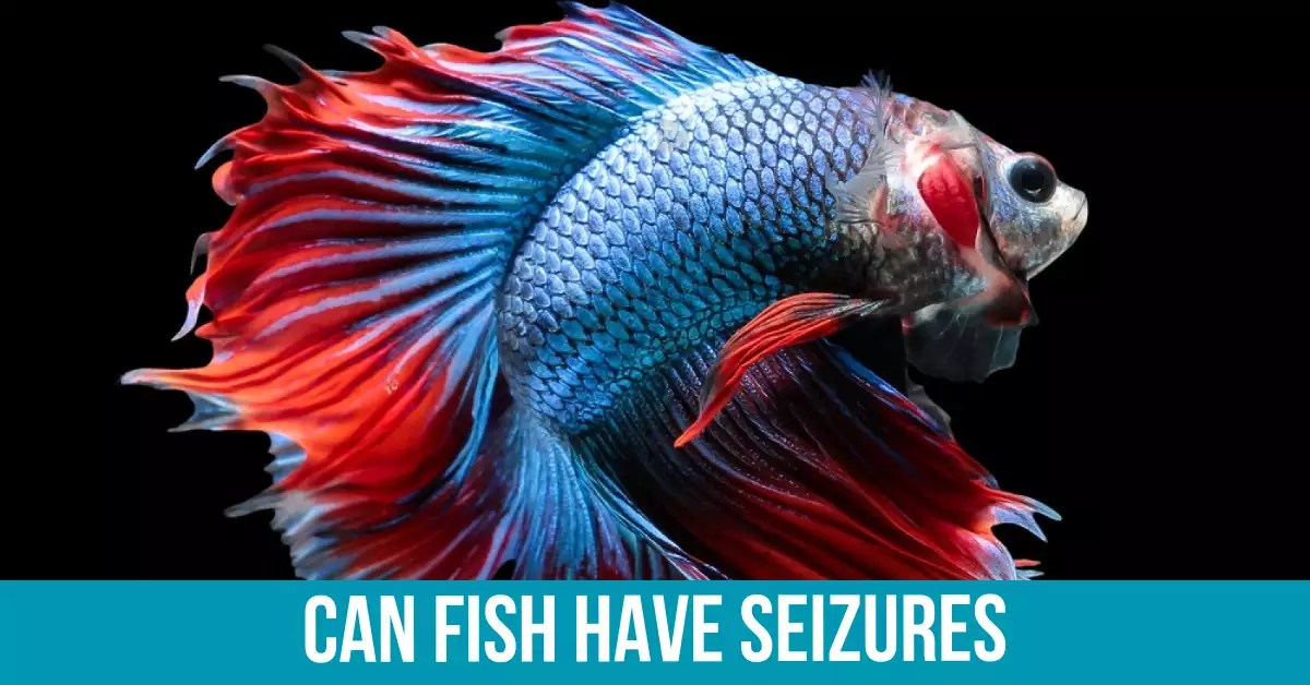 Causes of Seizures in Fish