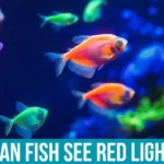 Color Perception in Fish