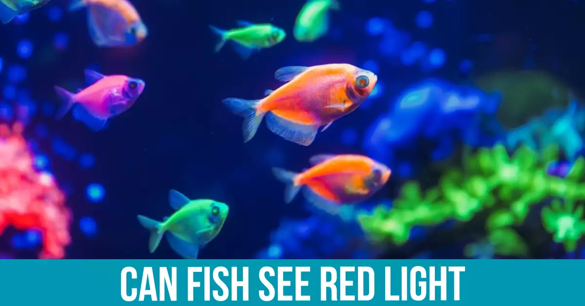 Color Perception in Fish