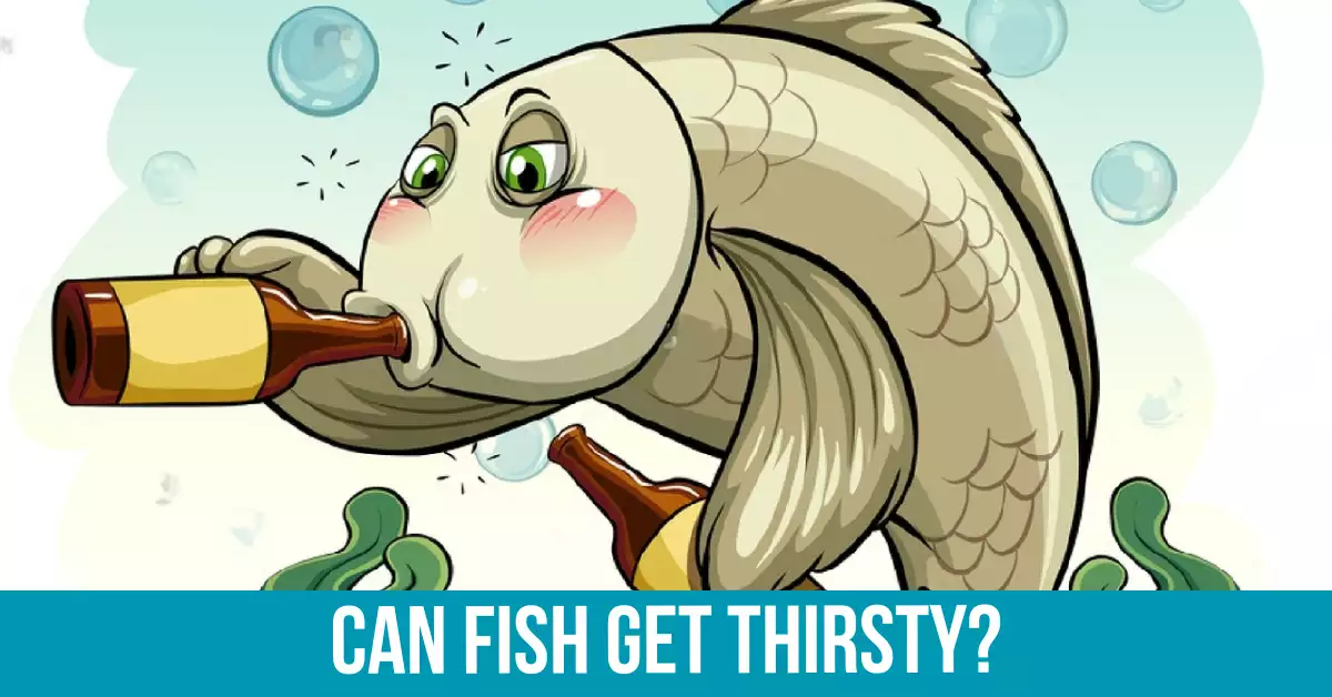 Do fish drink water