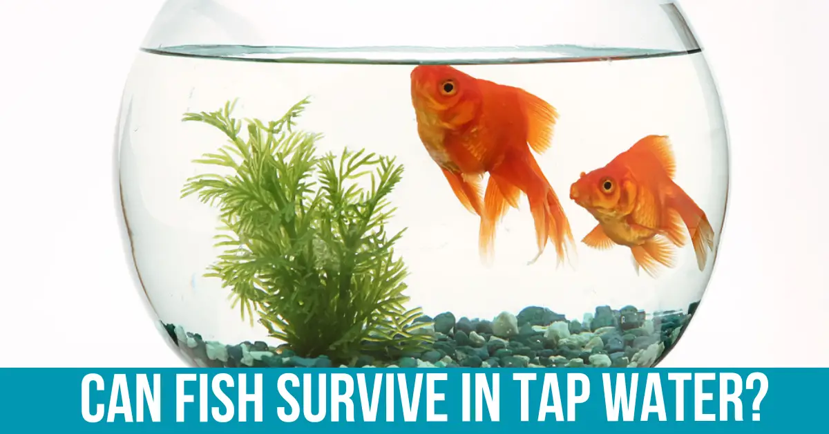 Factors Affecting Fish Survival in Tap Water