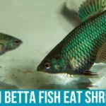 Feeding Shrimp to Betta Fish Tips and Tricks