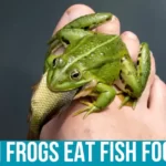 Feeding Your Pet Frog