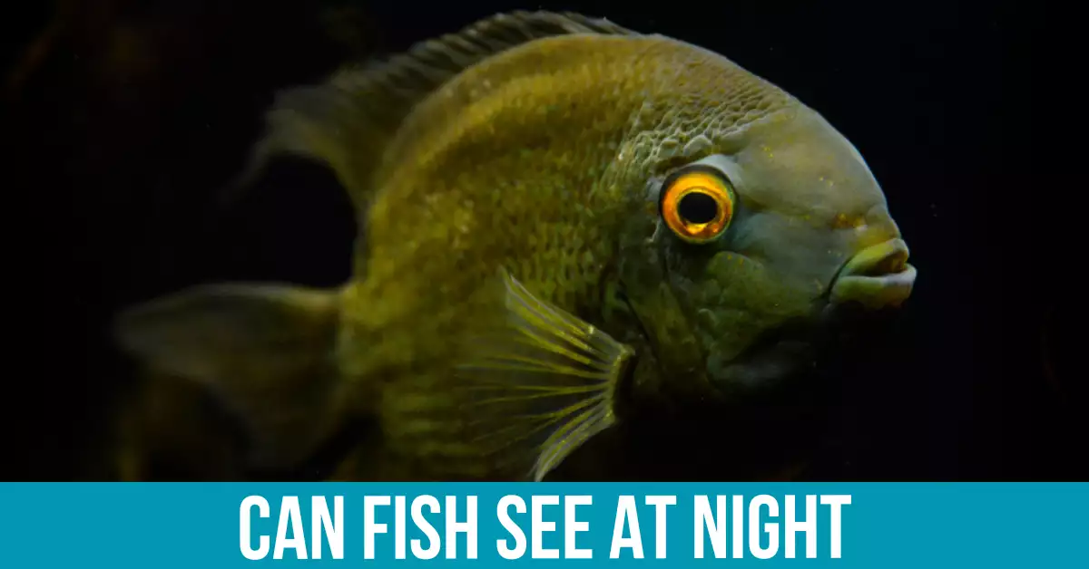 Fish Adaptations for Night Vision