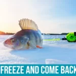 Fish That Can Survive Freezing