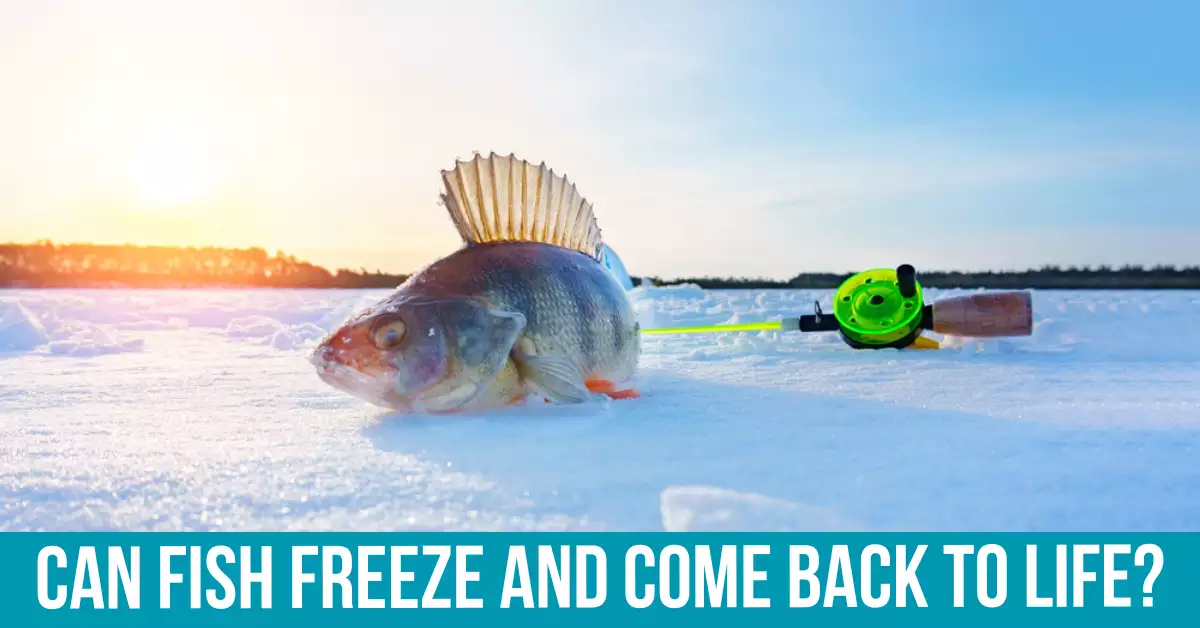 Fish That Can Survive Freezing