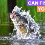 Fish jumps to hear