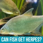 Herpesviruses in Fish