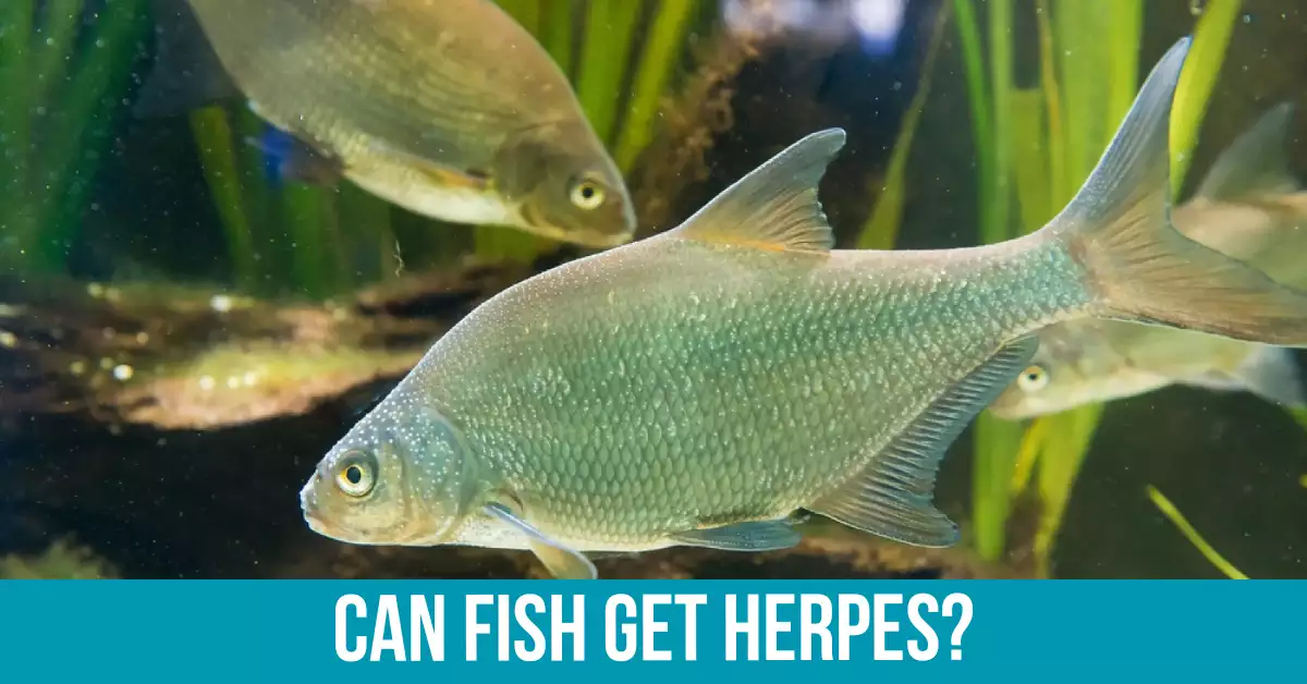 Herpesviruses in Fish