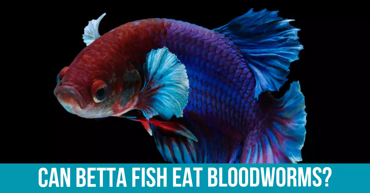 How to Feed Bloodworms to Betta Fish