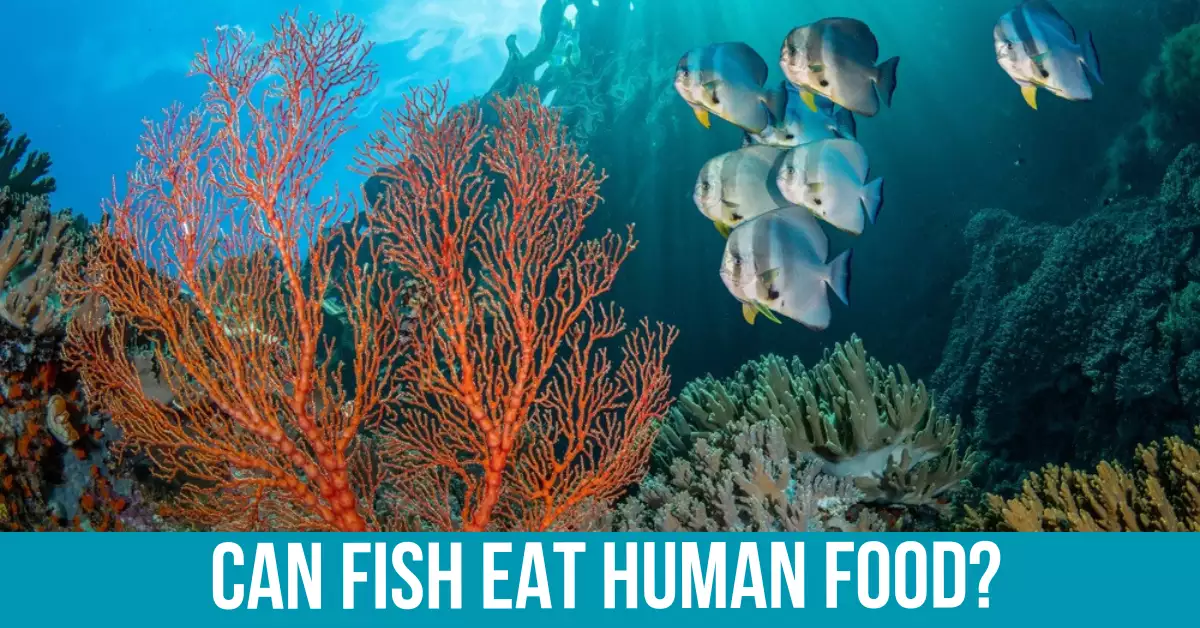 Human Food and Fish
