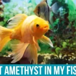 Placing Amethyst in Your Fish Tank
