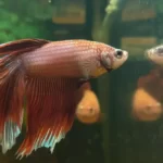 Positive Effects of Mirrors on Betta Fish