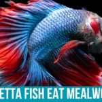 Potential Risks of Feeding Mealworms to Betta Fish