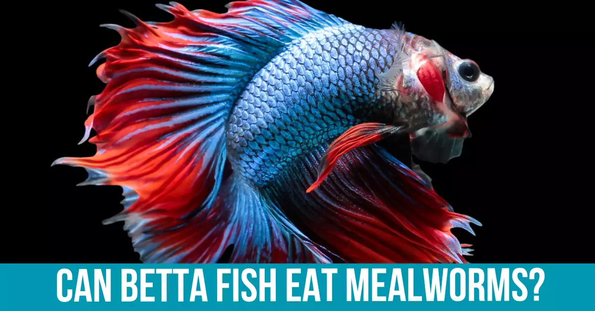 Potential Risks of Feeding Mealworms to Betta Fish