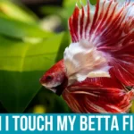 Reasons You May Want to Touch Your Betta Fish