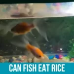 Rice as a Fish Food Alternative