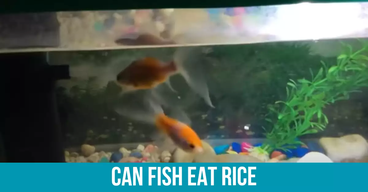 Rice as a Fish Food Alternative