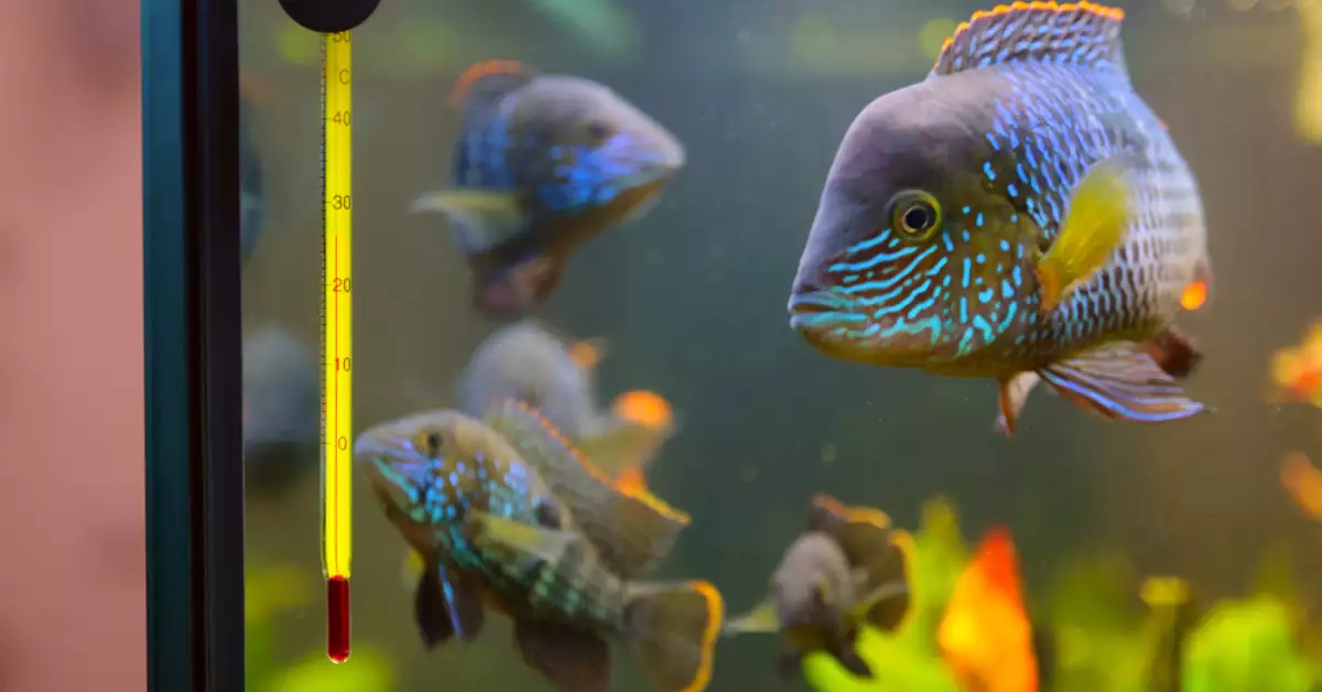 The Effects of Adding Warm Water Directly to the Tank