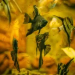 The Nutritional Needs of Betta Fish