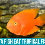 The Nutritional Needs of Betta Fish