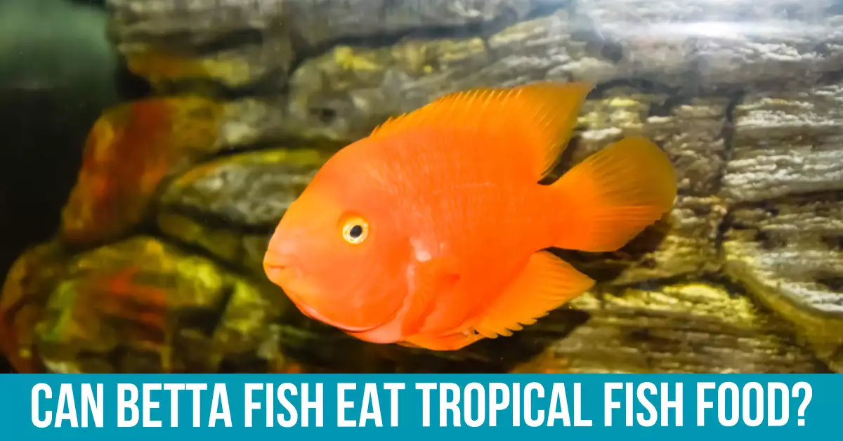 The Nutritional Needs of Betta Fish