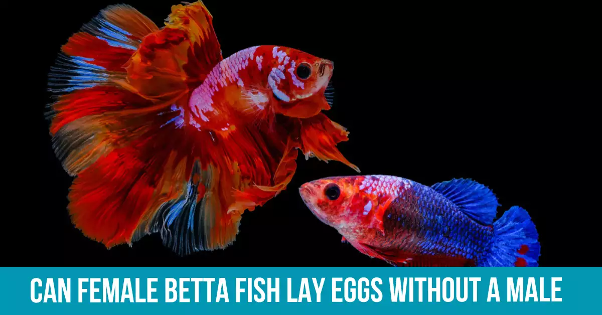 The Reproductive Process of Betta Fish