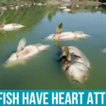 The Science Behind Fish Heart Attacks
