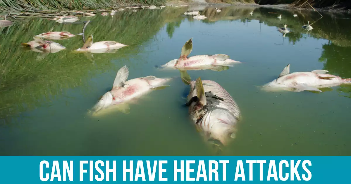 The Science Behind Fish Heart Attacks