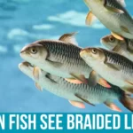 Tips for Reducing Braided Line Visibility