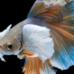 Understanding Betta Fish Dietary Needs