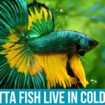 Understanding Betta Fish Natural Habitat