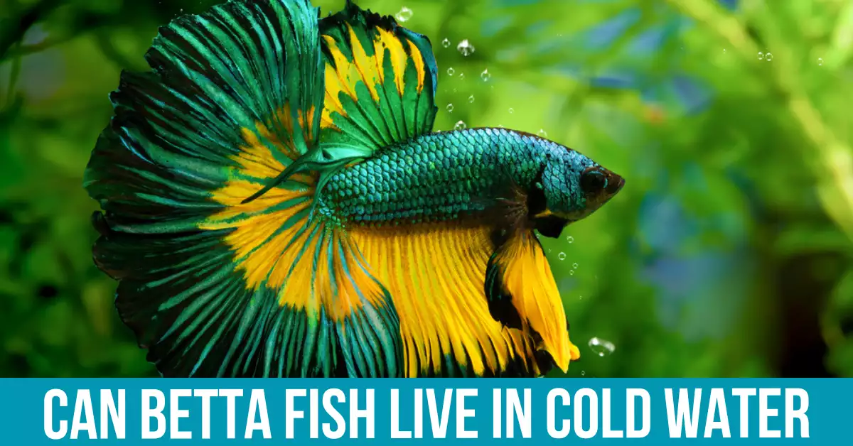 Understanding Betta Fish Natural Habitat