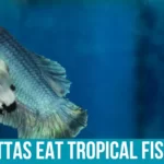 Understanding Betta Fish and Their Diet