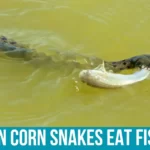 Understanding Corn Snake Diets