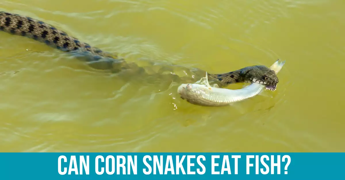 Understanding Corn Snake Diets