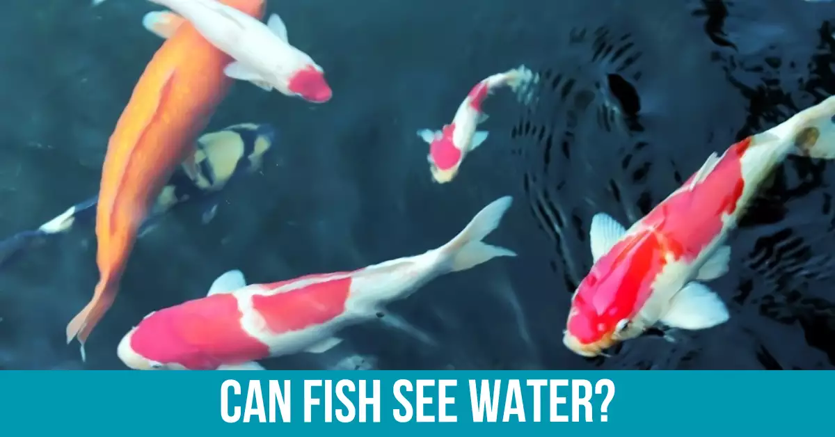 Understanding Fish Vision