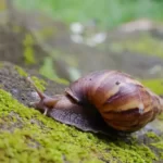 Understanding Snails as Fish Bait