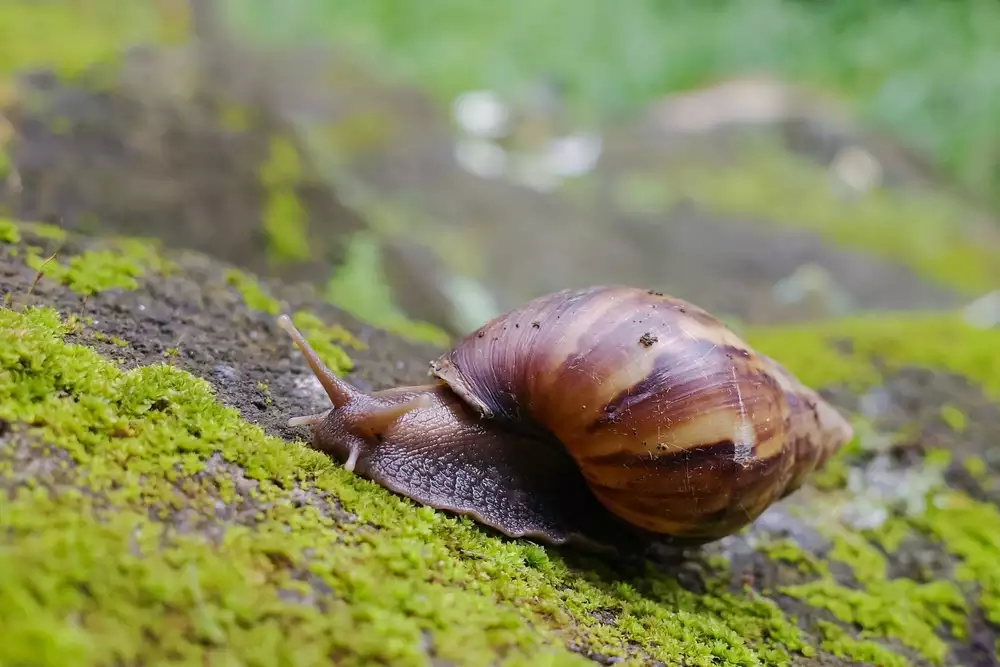 Understanding Snails as Fish Bait