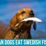 What is Swedish Fish