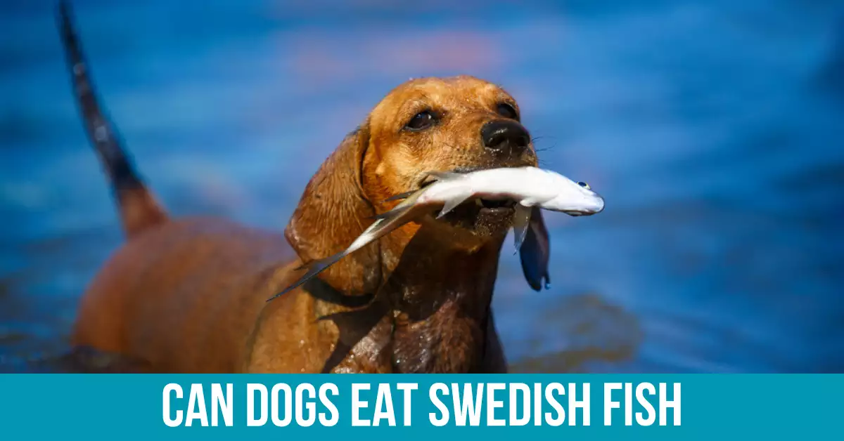 What is Swedish Fish
