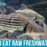 Risks of Eating Raw Freshwater Fish