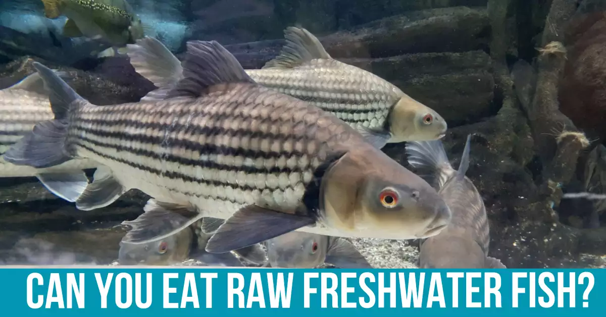 Risks of Eating Raw Freshwater Fish