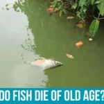 The Aging Process in Fish